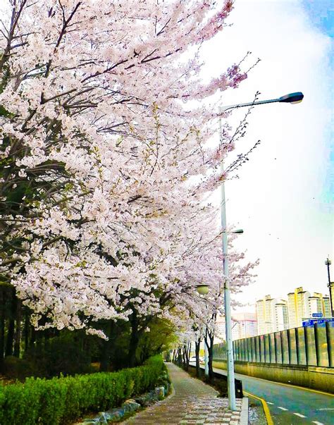 Cherry blossoms in Ilsan South Korea Vacation Destinations, Dream ...