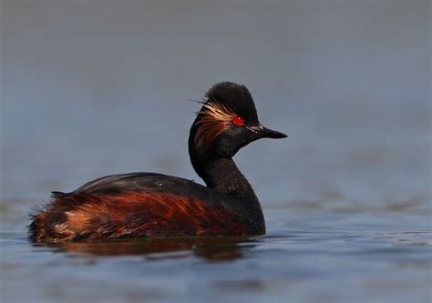 Black necked grebe - Alchetron, The Free Social Encyclopedia