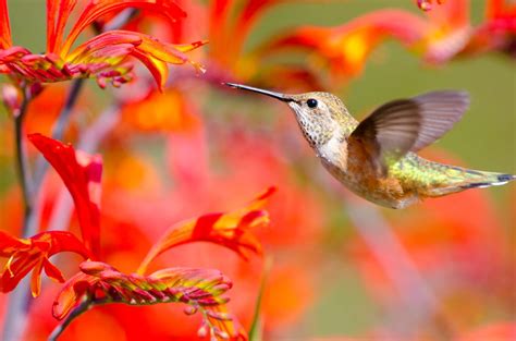 30 Plants to Attract Hummingbirds to Your Lawn | The Family Handyman