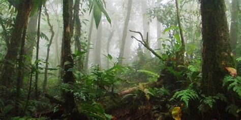 Santa Elena Cloud Forest Reserve: Costa Rica's Misty Wonderland