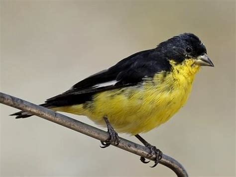 Lesser Goldfinch - NestWatch