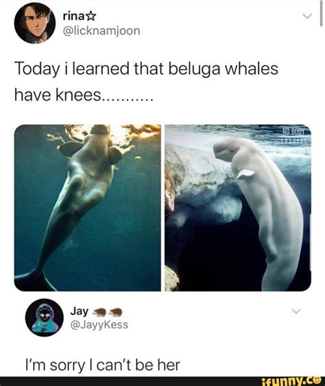 Today i learned that beluga whales have knees I'm sorry I can't be her - iFunny :) | Funny ...