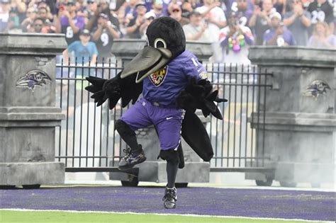 Baltimore Ravens Mascot Returns From Drumstick Injury By Doing Kevin ...