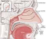 Nasal concha | anatomy | Britannica.com