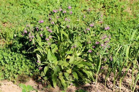 Propagate Comfrey From Root Cuttings For An Easy Way To Grow New Plants | Horticulture Magazine