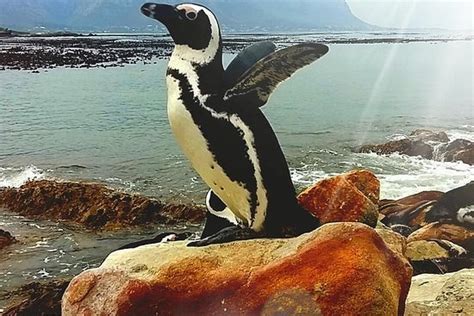 THE 5 BEST Things to Do in Cape Peninsula National Park - 2020 (with Photos) - Tripadvisor