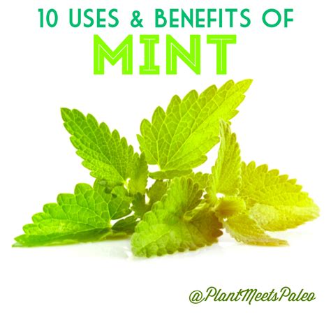 Plant Meets Paleo: 10 Uses & Benefits of Mint