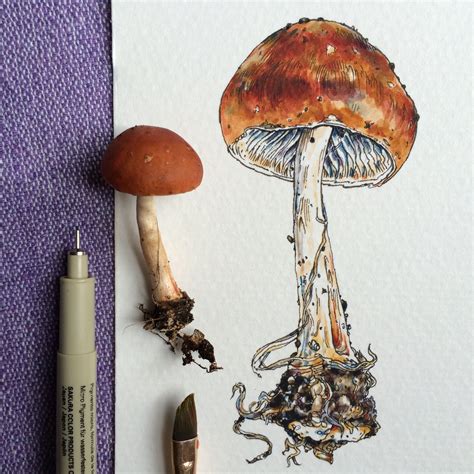 ink & watercolor | Mushroom art, Watercolor art, Botanical art