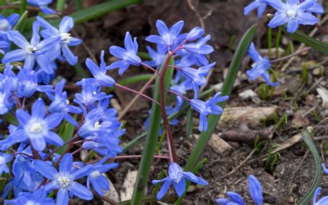 Chionodoxa Forbesii Blue Flowers Perennial Flowering Plants From Southwestern Turkey That Bloom ...