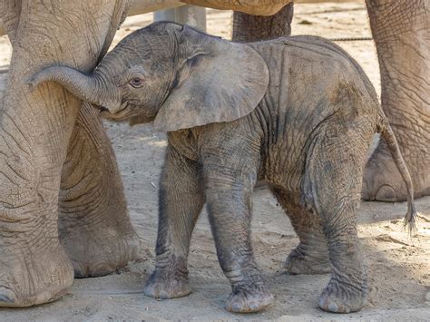 What Is The Typical Baby Elephant Weight Of A Newborn | PeepsBurgh.Com