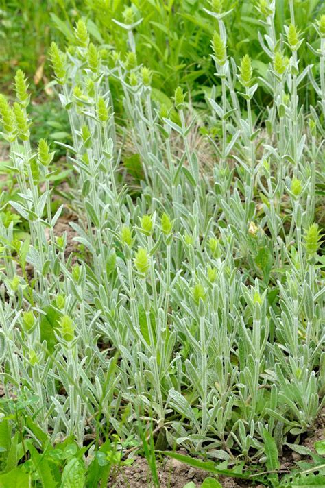 Sideritis scardica - 50 seeds, Mountain Tea, Ironwort, Shepherd's Tea