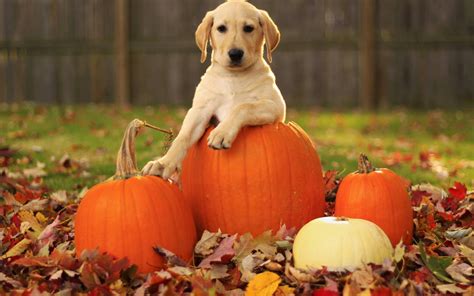 Fall Dog Wallpapers - Top Free Fall Dog Backgrounds - WallpaperAccess