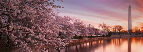 It's Cherry Blossom Season In Washington D.C.