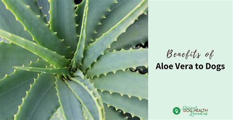 Aloe Vera for Dogs | Benefits, Usage, and Safety