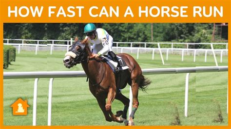 How Fast Can A Horse Run - Amazing Horse Speed & Race Facts | Pets Guideline - YouTube