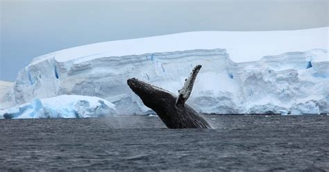 A Matter of Style: Antarctica - Female Performance in the 20th and 21st Century