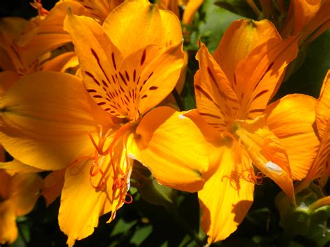 File:Orange flowers.JPG - Wikimedia Commons