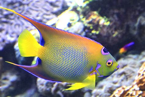 Habitat of Queen Angelfish And How to Keep Them - hygger