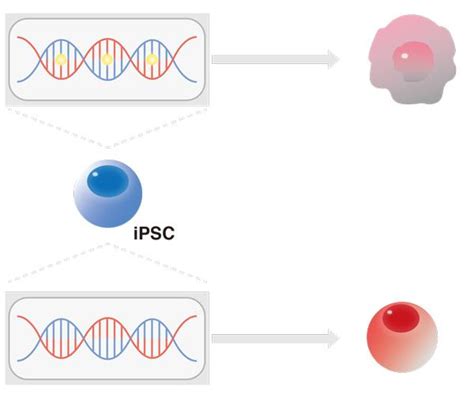 Epigenetics, Not Founder Cells [IMAGE] | EurekAlert! Science News Releases