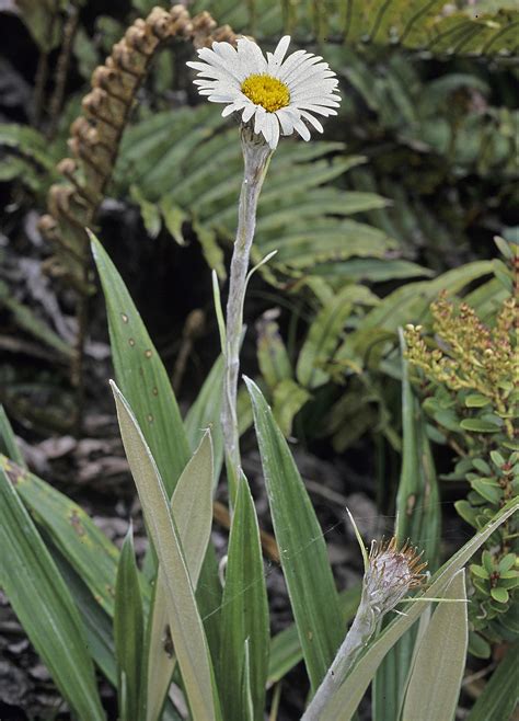 Flower Gallery :: Asteraceae_5 :: 700_37