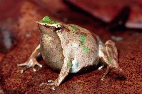 50 Adorable Frog Facts About These Little Leaping Creatures | Facts.net