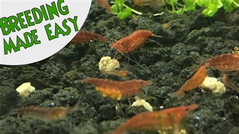 How to Breed Red Cherry Shrimp? - Fishn Addiction