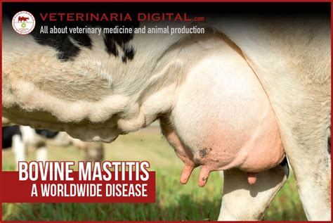 How To Prevent Mastitis In Cows - All About Cow Photos