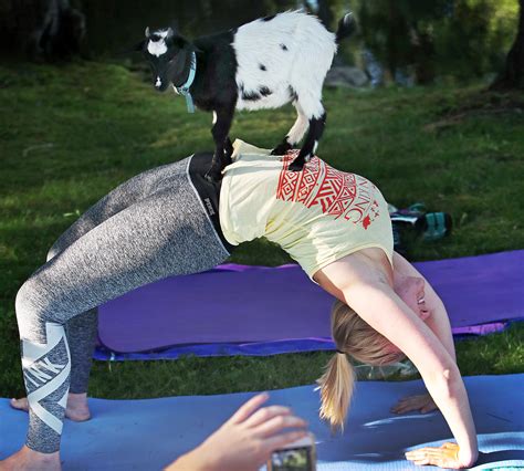 where to do goat yoga near me