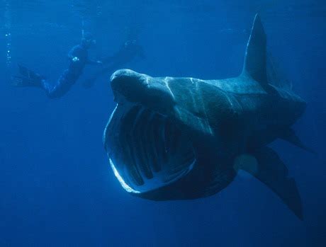 Tip-Top: Shocking! Megamouth Shark captured in Philippines