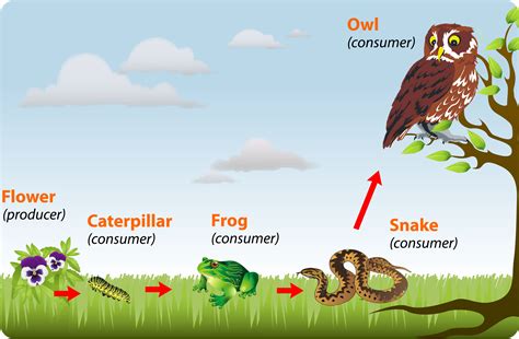 Food Chain In Terrestrial Ecosystem