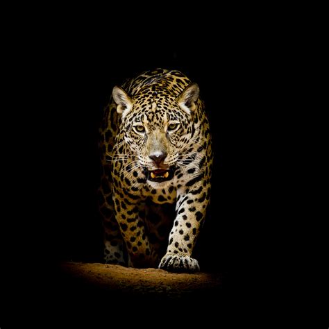 Leopard 4k Black Background, HD Animals, 4k Wallpapers, Images ...