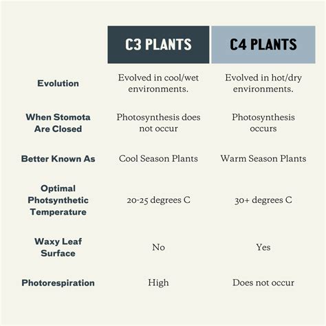 C3 Plants