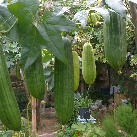 Harvesting Luffa Tips!Check your luffa plants frequently and remove any dried gourds. These will ...