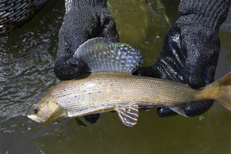 How grayling are propagated across the Centennial State | Trout Unlimited