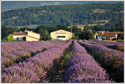 Let's go for a vacation - Saru and Vamsee's Travels: Lavender Fields of Provence, France