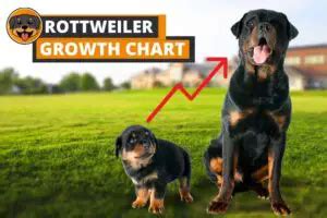 Rottweiler Growth Chart (from Puppy to Adulthood) - Rottweiler Care