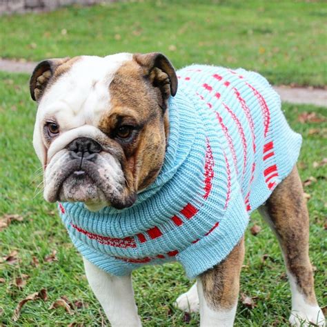 english bulldog sweater | Bulldog puppies, English bulldog pictures, Bulldog