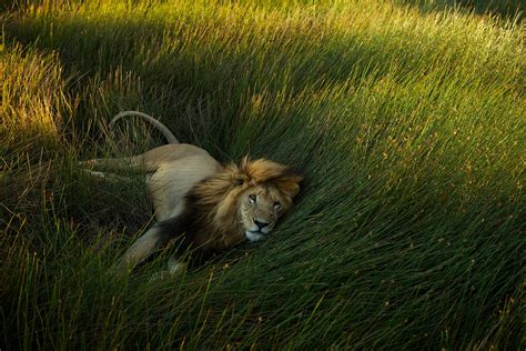 U.S. Hunters Banned from Importing Trophies from Captive Lions