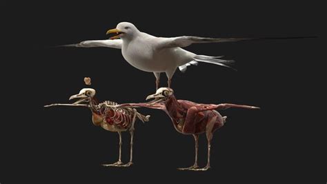 Seagull anatomy skeleton 3D model - TurboSquid 1525274