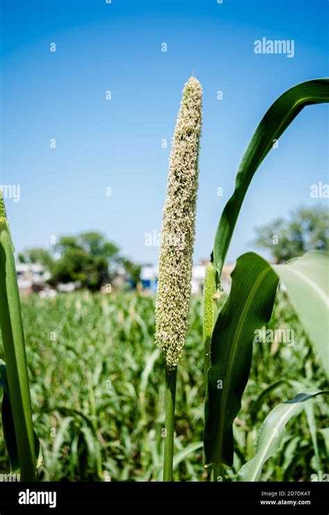 Bajra millet crop hi-res stock photography and images - Alamy