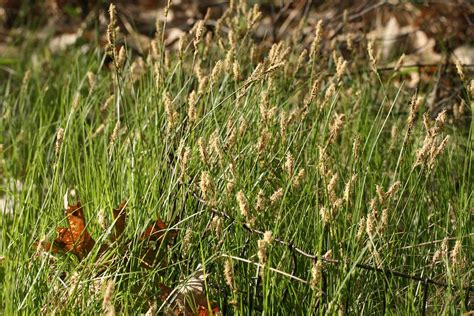 Sedge Lawns: A Sustainable, Low-Maintenance Alternative to Grass - Brooklyn Botanic Garden