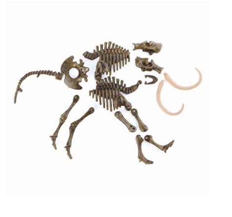 Dinosaur Skeleton Puzzle - Maryland Historical Society