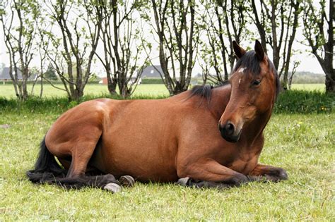 7 Symptoms Of Laminitis In Horses | Farmco Manufacturing