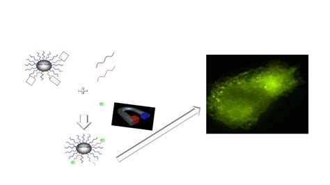 superparamagnetism and its biological applications