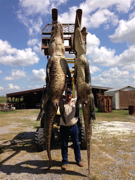 Alligator Hunts Louisiana - HuntingAgent.com