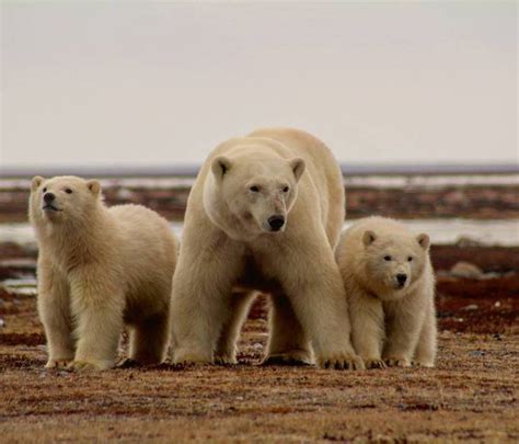 Polar Bear Migration - Arctic Experience - Arctic Kingdom