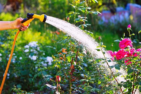 Watering plants: top tips on what to do and when | GardeningEtc