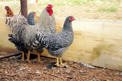 Dominique Chicken All You Need To Know: Temperament And Egg Laying ...