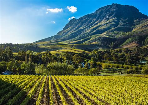 South Africa Travel: Winetasting Tour or Safari Adventure? - Virtuoso