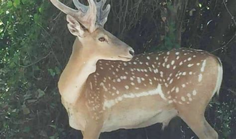 Mossad, secrecy and Iran: How Israel reintroduced Persian fallow deer - Israel News - The ...